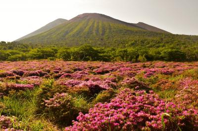 【登山】高千穂峰　ミヤマキリシマの大群生