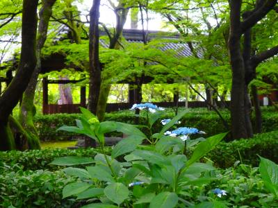 雨上がりの清々しい朝を迎えた瑞々しいアジサイ　～真如堂本堂裏にて～