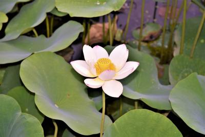 長居植物園