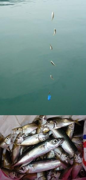 ２０１７年、今年初の豆アジ釣りは小浜港へ～　サビキ釣り