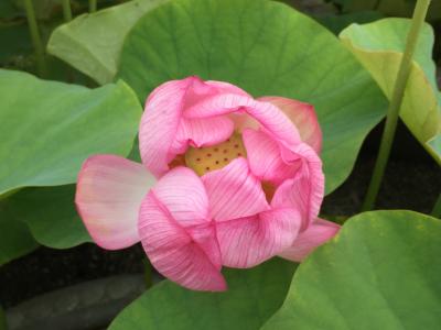 長谷寺・薬師寺・唐招提寺　日帰りの旅　Ⅱ　　薬師寺・唐招提寺