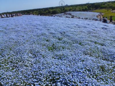 常陸中海浜公園　足利フラワーパーク　イングリッシュガーデン