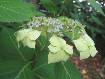 週末散歩　紫陽花寺　浄慶寺、旧白州邸　武相荘見学とランチ　最後に果実園でマンゴーパフェ