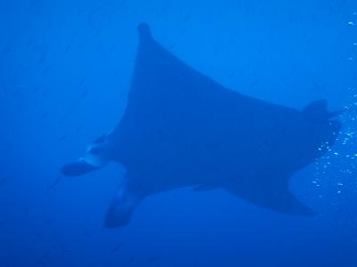 憧れの石垣島へ行って来ました(その１)