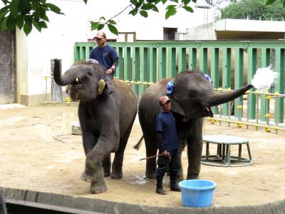 夏のレッサーパンダ紀行【１】 王子動物園　レッサー紀行改めちびっ子ゾウ紀行　２頭のちびっ子ゾウがショートステイ！！ 実家へようこそ、結希君＆将来のお義父さん、お義母さんにご挨拶？りり香ちゃん