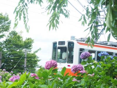 紫陽花を観に箱根へ！