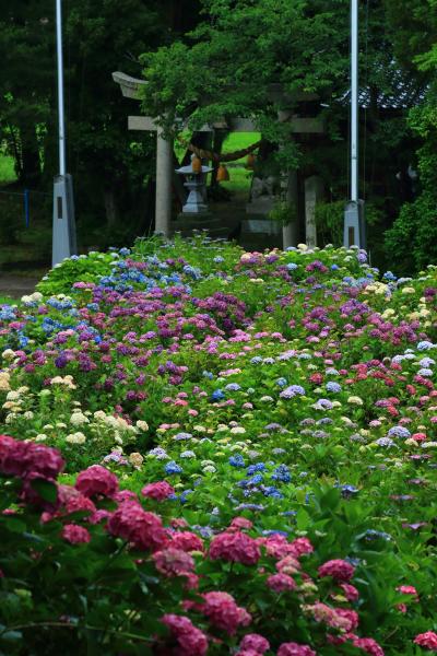 滋賀・石川　紫陽花めぐり～神前神社、全長寺、本興寺、卯辰山公園、大乗寺丘陵公園