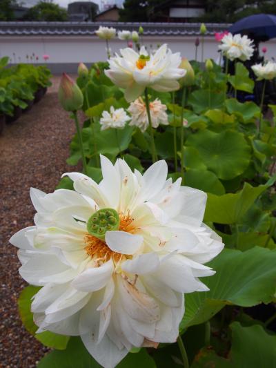 奈良・喜光寺の蓮の花