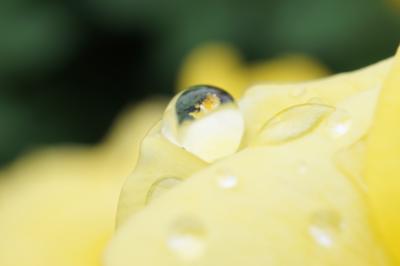 伊奈町　　雨上がりのバラ園