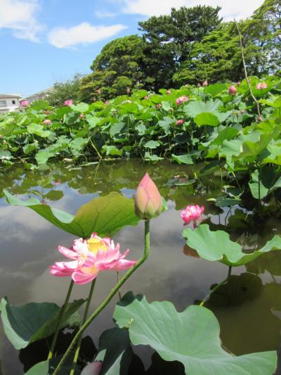 鵠沼の蓮池