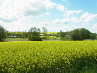 菜の花畑を歩き回る一日。
