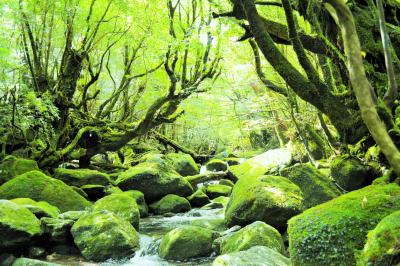 君とイク夏2017②緑あふれる屋久島の、苔むす森へレッツゴー。白谷雲水峡トレッキング♪