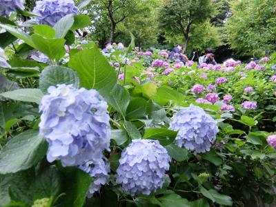 紫陽花を見に鎌倉大仏＆長谷寺へ