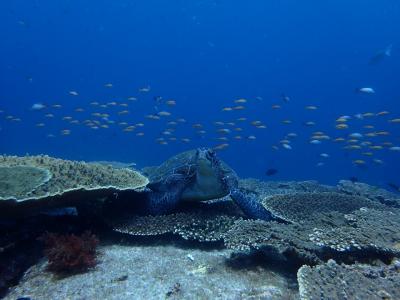 初夏の沖の島ダイビング