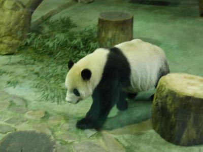 2017年１月　台湾旅行記⑥　鶯歌＆台北動物園　パンダに癒される