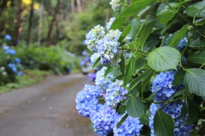 本庄あじさいの小路　　峠道を彩るあじさいの花と日本三大さざえ堂・百体観音堂