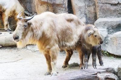 木陰と風に救われた梅雨明け前の猛暑の多摩動物公園（３）すっかり大人のコアラのタイチくん＆まだまだ可愛かったゴールデンターキンのムツくん～オーストラリア圏＆アジアの高山地帯・平原ほか