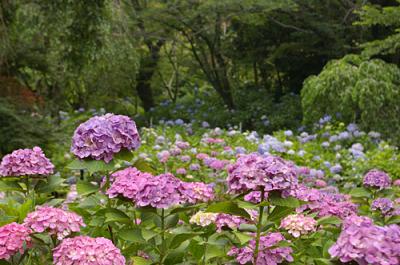 紫陽花をみにいこう ～松戸・本土寺
