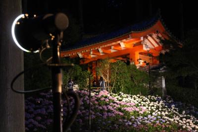あじさいを観に京都へ。【2/2】 -- 宇治だから平等院、宇治上神社、三室戸寺のあじさいライトアップ --