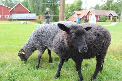 Sheep farm Öströö