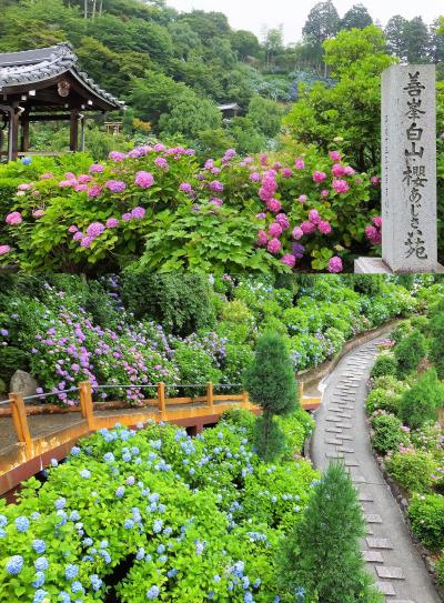 善峯寺へあじさいを愛で、十輪寺でなりひらの世へ