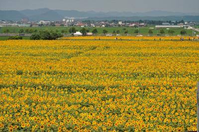 ３８万本のヒマワリが見頃の小野・ひまわりの丘公園