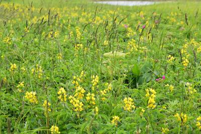 オホーツクの潮風が育んだ浜頓別「ベニヤ原生花園」（北海道）