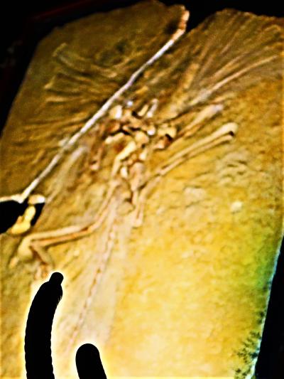 大英自然史博物館展-4　科学史を変えた発見/論文　☆始祖鳥・・最古の鳥類化石