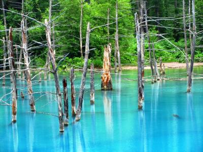 青い池と白金温泉