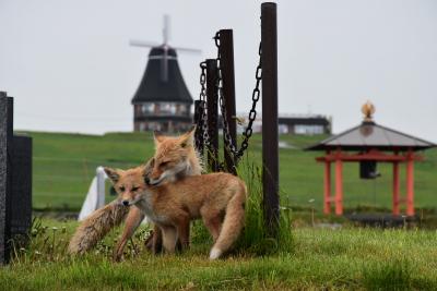 天然ホタテの猿払村に泊まり、周氷河地形の宗谷丘陵フットパスを散策（北海道）