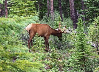 カナダ西部周遊の旅　その３　バンフ