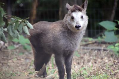 桔梗と萩が咲く夏の始まりの埼玉こども動物自然公園赤ちゃん三昧（東園編＆ペンギンヒルズ）当園初のニホンカモシカの赤ちゃんに会いたい！～いまや貴重なコアラのニーナちゃんのおんぶ姿と親鳥からエサをもらうペンギンのヒナほか