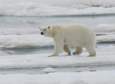 海氷の上を歩くホッキョクグマ：　スヴァールバル諸島、北極クルーズ　(2)