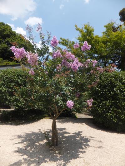 敦賀市（２）　常宮神社のサルスベリを見に行く。