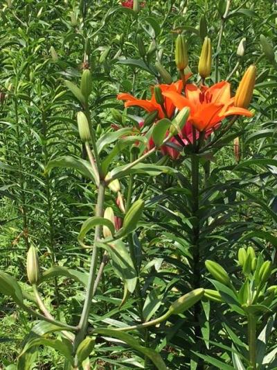 ゆり博を見に、夏休み前を狙って湯治