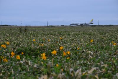 エゾカンゾウの咲き誇るメグマ沼湿原（北海道）