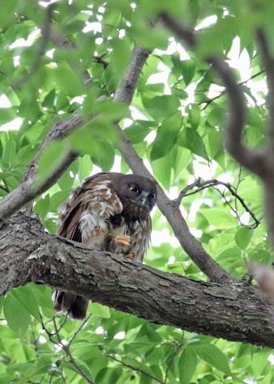 野鳥撮影記録（２０１７年7月）その４