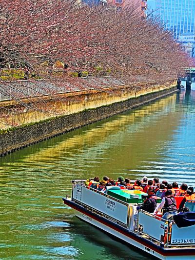 江東散歩-2　大横川畔桜並木　お江戸深川さくらまつり　☆お花見クルーズ船も賑わい