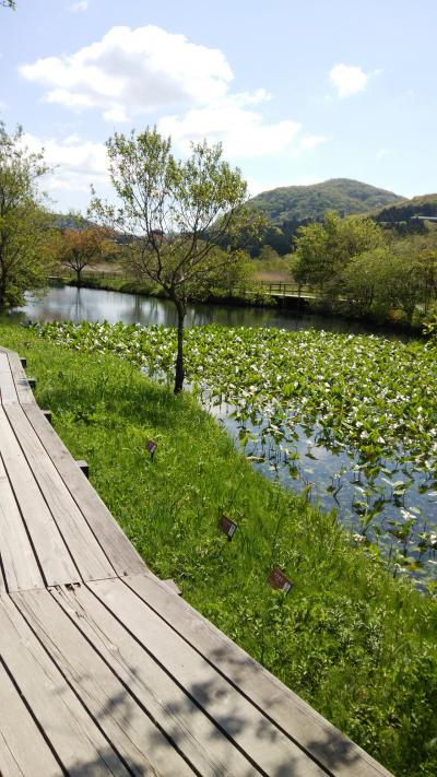 新緑の箱根湿生花園！