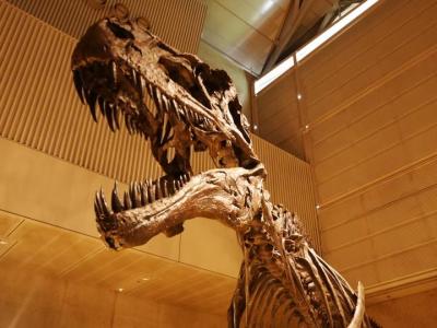 2017年夏:『ギガ恐竜展2017』＆ららぽーとTOKYO-BAYでお買い物＆ポケモンセンターに行く！(家族で)