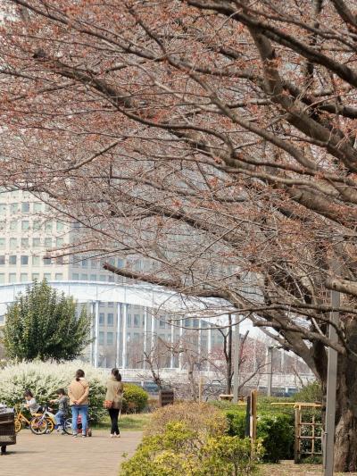 江東散歩-6　隅田川・仙台堀川沿い　桜の名所もまだ閑静　☆さくら開花もうすぐ