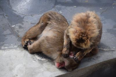 湯の川温泉でお猿さん観察(笑)