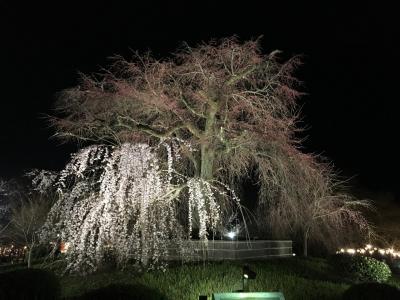 春爛漫 京都♪1（夜桜）