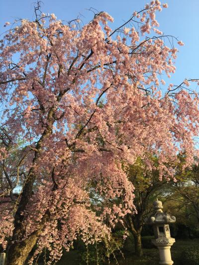 美しすぎる京都♪