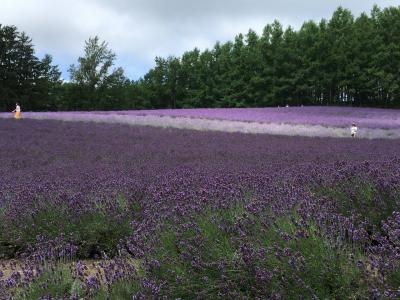 前回、まだ早かったたくさんの花を見に、富良野、美瑛に行ってきました～富良野編