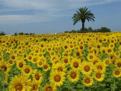 大阪南部をブラブラ・・・ひまわり満開の和泉リサイクル公園へ♪