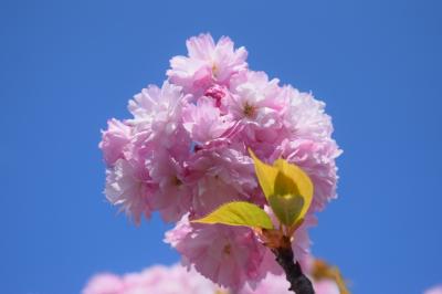 城下町として栄えた、北海道の玄関口松前へ