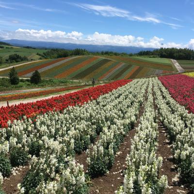 前回、まだ早かったたくさんの花を見に、富良野、美瑛に行ってきました～美瑛編