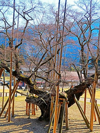 本巣-2　淡墨公園＊淡墨観音・淡墨大師にお詣り　☆長命桜を愛で守護して