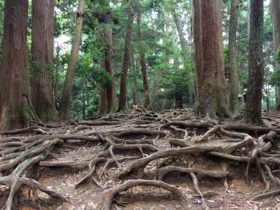 鞍馬山トレッキング ー父と一緒に…親孝行？